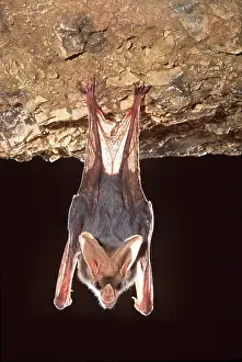 Kallen Marc Ferrero: Ghost / False Vampire Bat - hanging from rock, Carnivorous
