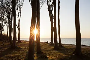 Ghost: The Ghost Forest near the village of Nienhagen -