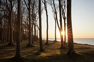 Ghost: The Ghost Forest near the village of Nienhagen -