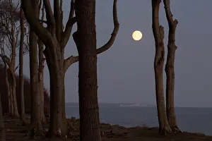 Ghost: The Ghost Forest near the village of Nienhagen -