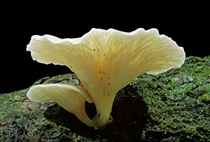 Bioluminescence: Ghost Fungus - Glows in the dark (daytime shot)