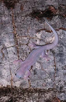Disguised: Ghost Gecko