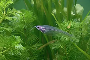 Barbel: Ghost / Glass Catfish - side view by weeds
