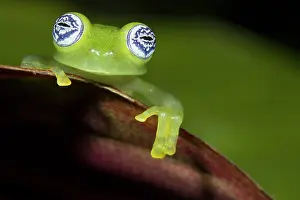 Ilex: Ghost Glass Frog