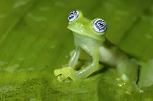 Ilex: Ghost Glass Frog