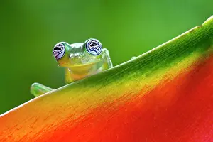Ghost: Ghost Glass Frog, Costa Rica