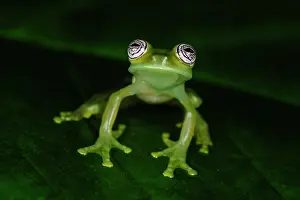Cipriano: Ghost Glass Frog / Limon Giant Glass Frog, San Cipriano