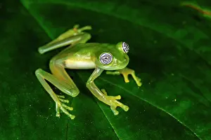 Cipriano: Ghost Glass Frog / Limon Giant Glass Frog, San Cipriano