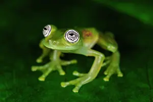 Cipriano: Ghost Glass Frog / Limon Giant Glass Frog, San Cipriano