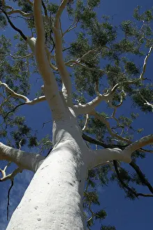Size: Ghost Gum - 33m tall. 300 years old