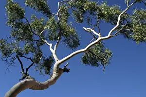 Gums: Ghost Gum