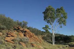 Alice: Ghost Gum in Alice Springs landscape