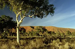 Corymbia: Ghost gum (Corymbia aperrinja), Petermann Ranges