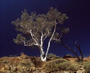 Eucalyptus: Ghost Gum EUCALYPTUS