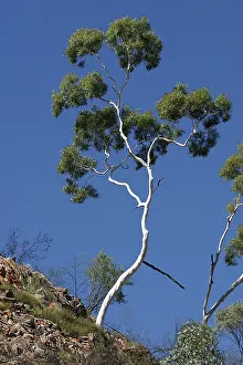 Named: Ghost Gum - Named after the glisteneing white bark