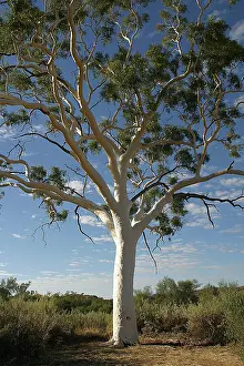 Glistening: Ghost Gum - Named after the glistening white bark