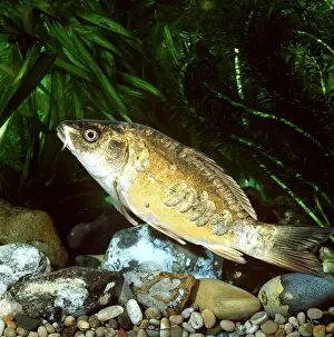 Carps: GHOST KOI CARP
