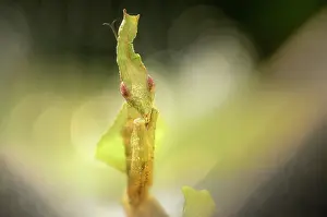 Paradoxa: Ghost Mantis
