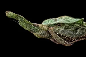 Paradoxa: Ghost Mantis