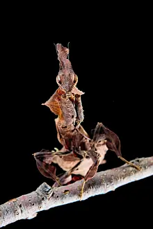 Ghost: Ghost mantis (Phyllocrania paradoxa) on black background