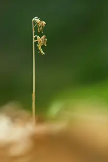 Skne: Ghost Orchid