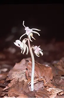 Ghost: Ghost ORCHID