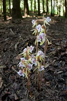 Giacomo Radi: Ghost Orchids