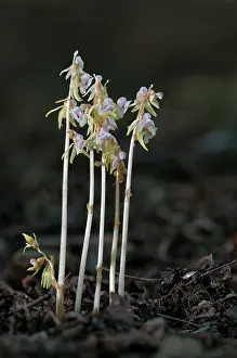 Giacomo Radi: Ghost Orchids