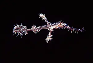 Pipe: GHOST PIPE FISH