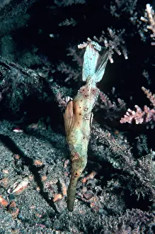 Cyanopterus: Ghost Pipe fish - Floating like a stick or piece of weed