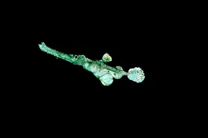 Cyanopterus: Ghost Pipe fish - at night swimming over black sand