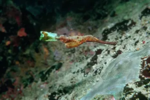 Cyanopterus: Ghost Pipe Fish - Pretending to be a piece of weed