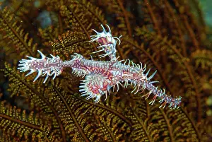 Pipefish: Ghost pipefish (Solenostomidae) that can