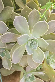 Cycle: Ghost Plant, Graptopetalum paraguayense