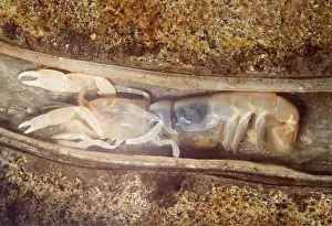 Ghost: GHOST SHRIMP in tube