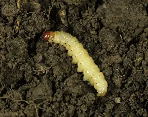 Swift: Ghost swift moth caterpillar