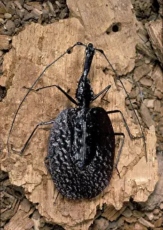 Walker: Ghost Walker Beetle, Insect, Mormolyce phyllodes