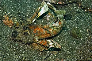 Evil: Ghoulfish - An evil member of the scorpion fish