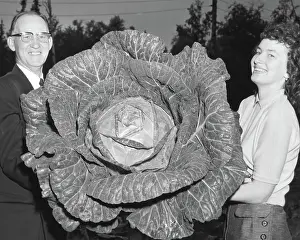 Farmer: Giant 40-Pound Cabbage