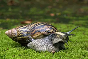 Agate: Giant African Land / Elegant Agate Snail - one