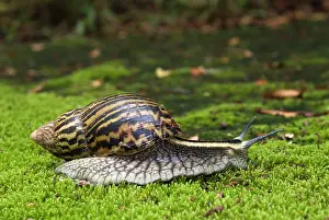 Agate: Giant African Land / Elegant Agate Snail - one