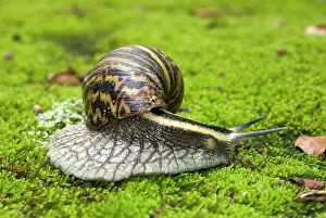 Agate: Giant African Land / Elegant Agate Snail - one