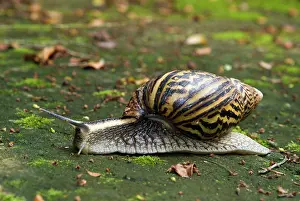 Agate: Giant African Land / Elegant Agate Snail - one