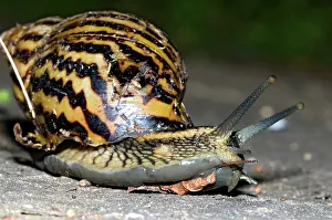 Agate: Giant African Land / Elegant Agate Snail - one