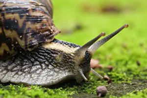 Agate: Giant African Land / Elegant Agate Snail - one