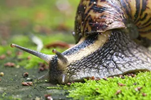 Agate: Giant African Land / Elegant Agate Snail - one