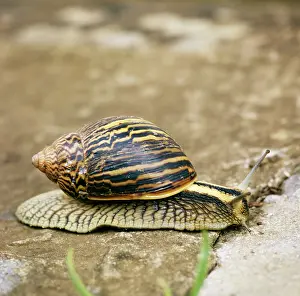 Achatina: Giant African land SNAIL