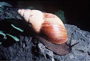 Snails: Giant African land SNAIL