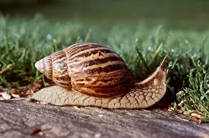 Shell: Giant African land SNAIL