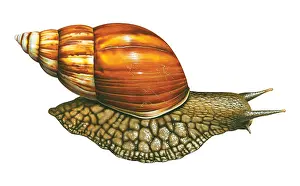 Spiral: Giant African Land Snail, grows to be the largest